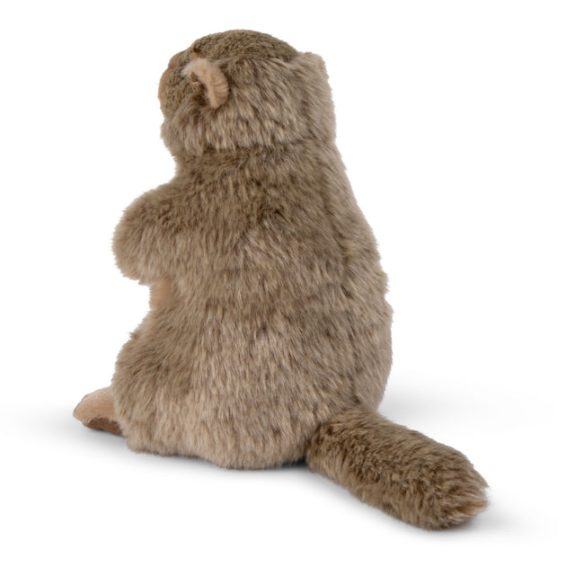 WWF Groundhog Marmot