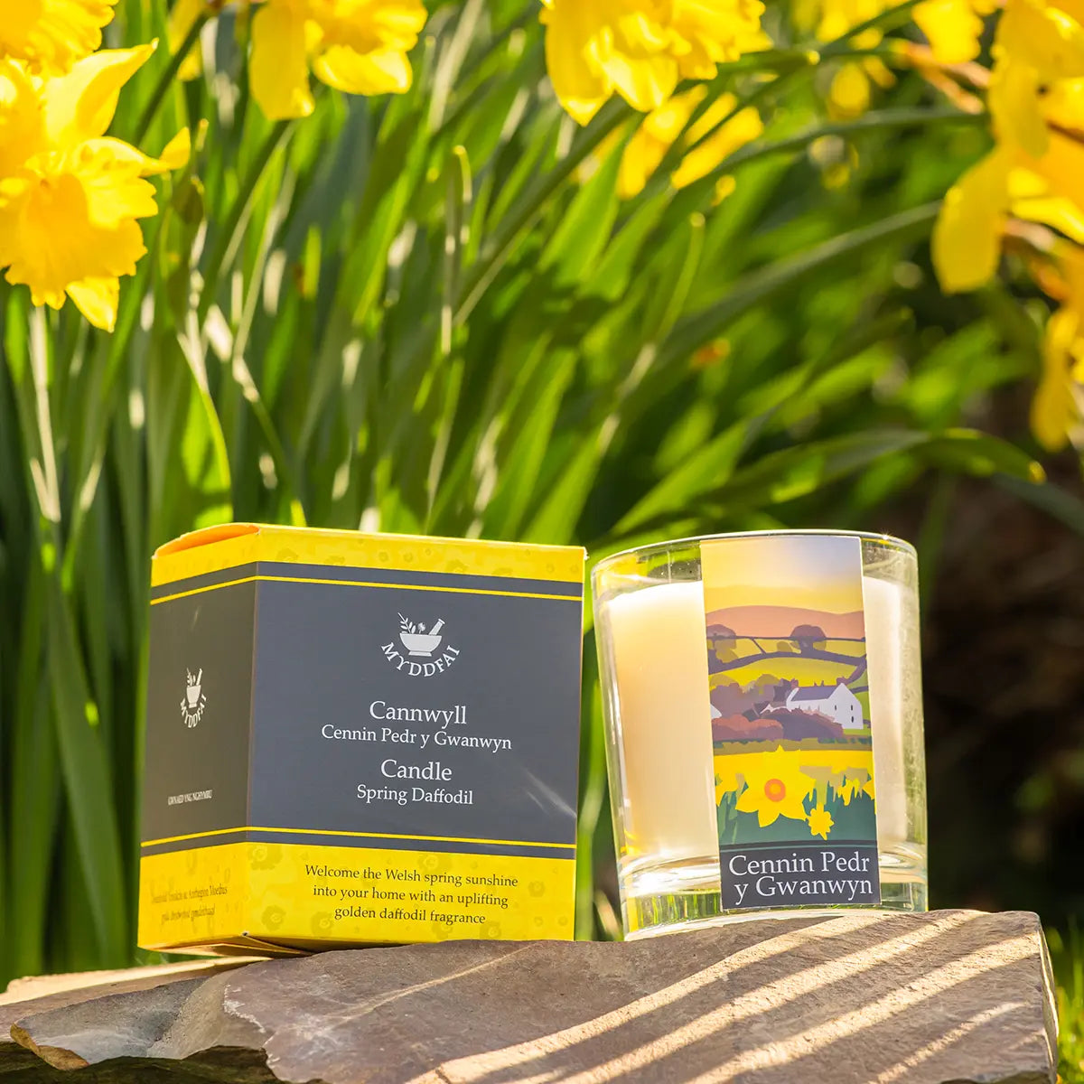 Candle 'Cennin Pedr y Gwanwyn' Daffodil