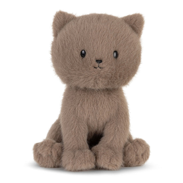 Freddy The British Shorthair In Giftbox