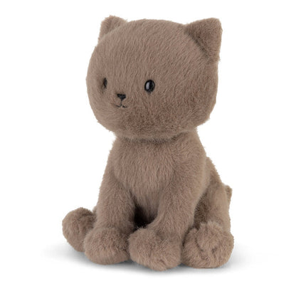 Freddy The British Shorthair In Giftbox