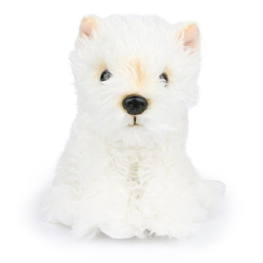 Timothy Scottish Terrier In Giftbox