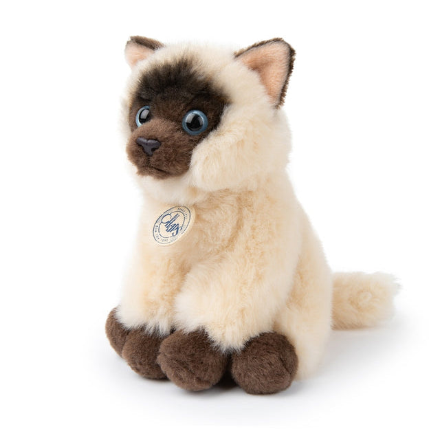 Eddie Siamese In Giftbox