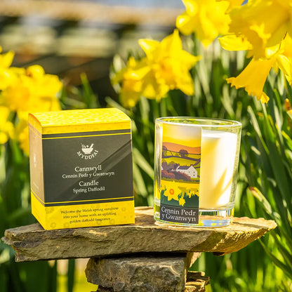 Candle 'Cennin Pedr y Gwanwyn' Daffodil