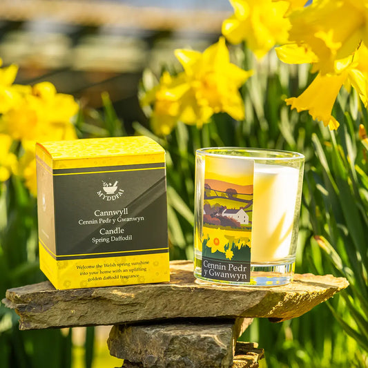 Candle 'Cennin Pedr y Gwanwyn' Daffodil