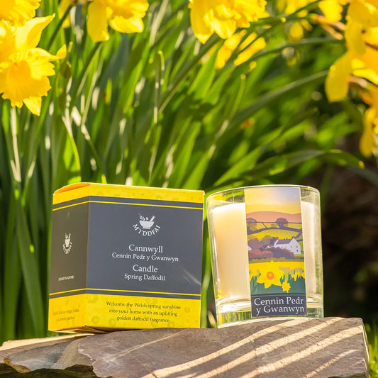 Candle 'Cennin Pedr y Gwanwyn' Daffodil